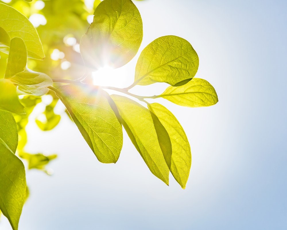 Sol set gennem plante i København